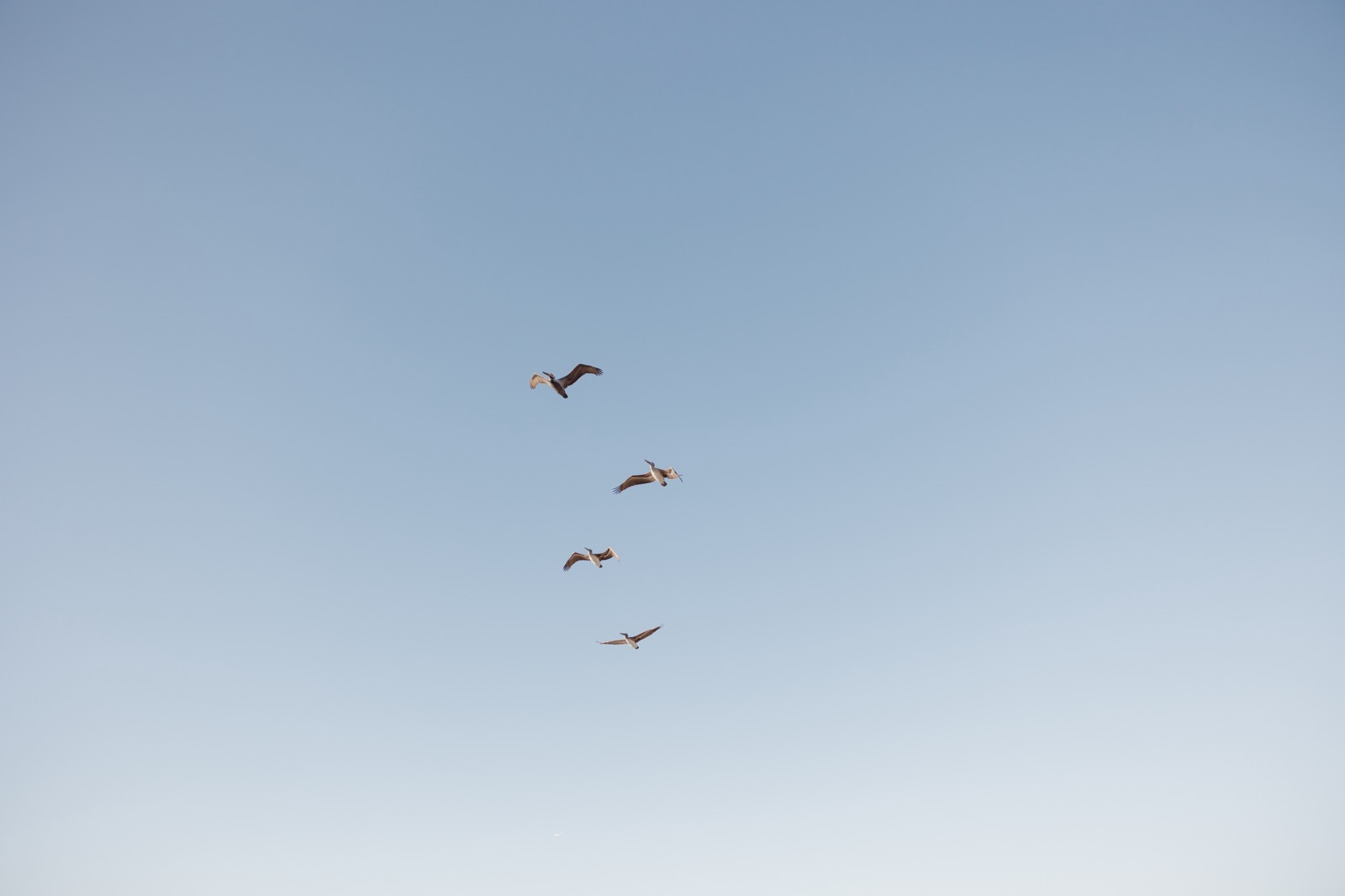 Cuatro pelícanos volando juntos en un cielo despejado
